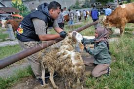 Temanggung's Sacrificial Animals Confirmed Fit for Consumption Ahead of Eid al-Adha