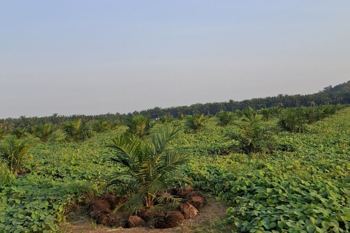 BPDP: Lampung Smallholder Oil Palm Replanting Disbursement Totals Rp156.4 Billion