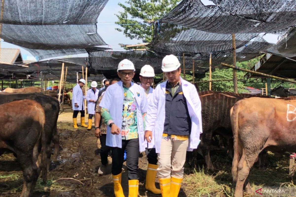 Jakarta Provincial Government identifies anthrax as the main threat to sacrificial livestock