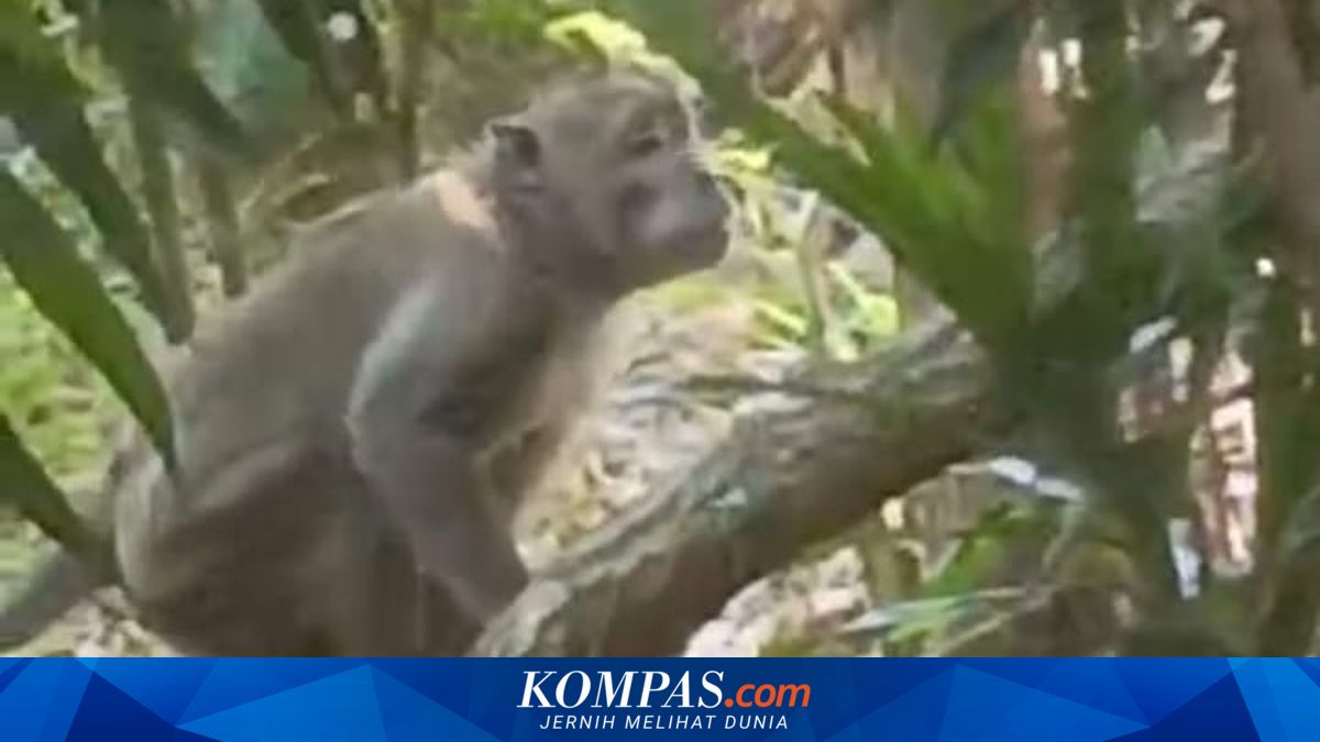 Monkey Attacks in Marunda, North Jakarta, Residents Suspect Escapees from Bekasi