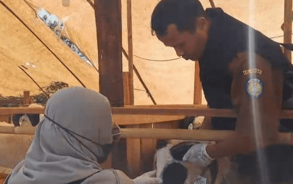 Prices of Sacrificial Animals in Indramayu Rise as Demand for Goats and Sheep Remains High