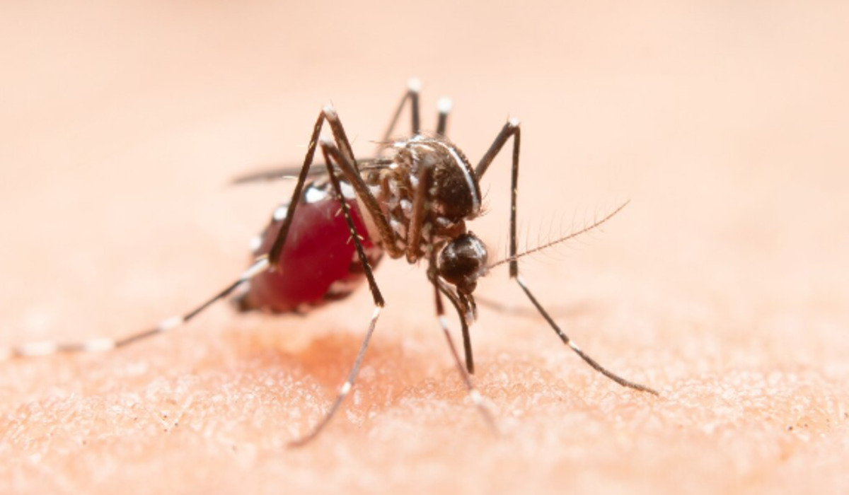 Understanding Malaria Knowlesi: Symptoms, Transmission, and Prevention in Children
