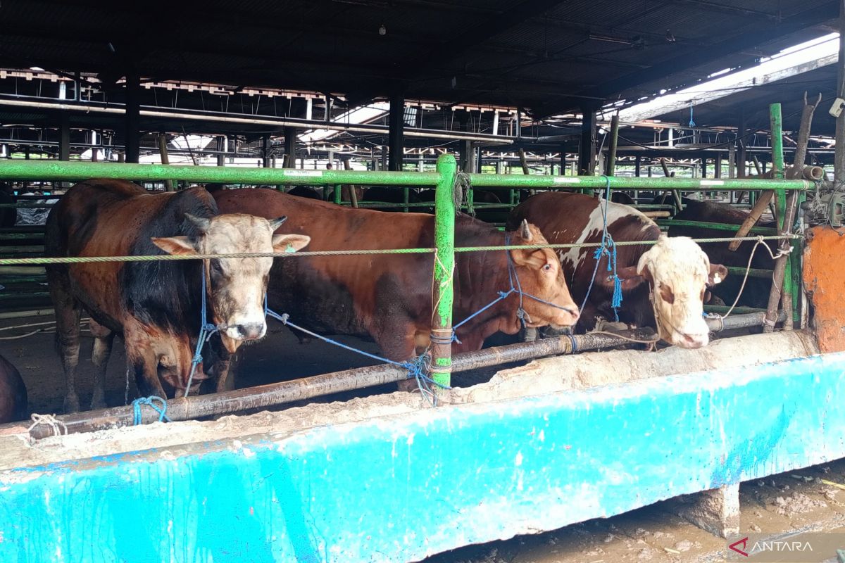 Dharma Jaya prepares 2,078 sacrificial cattle and certified juleha (halal slaughterers)