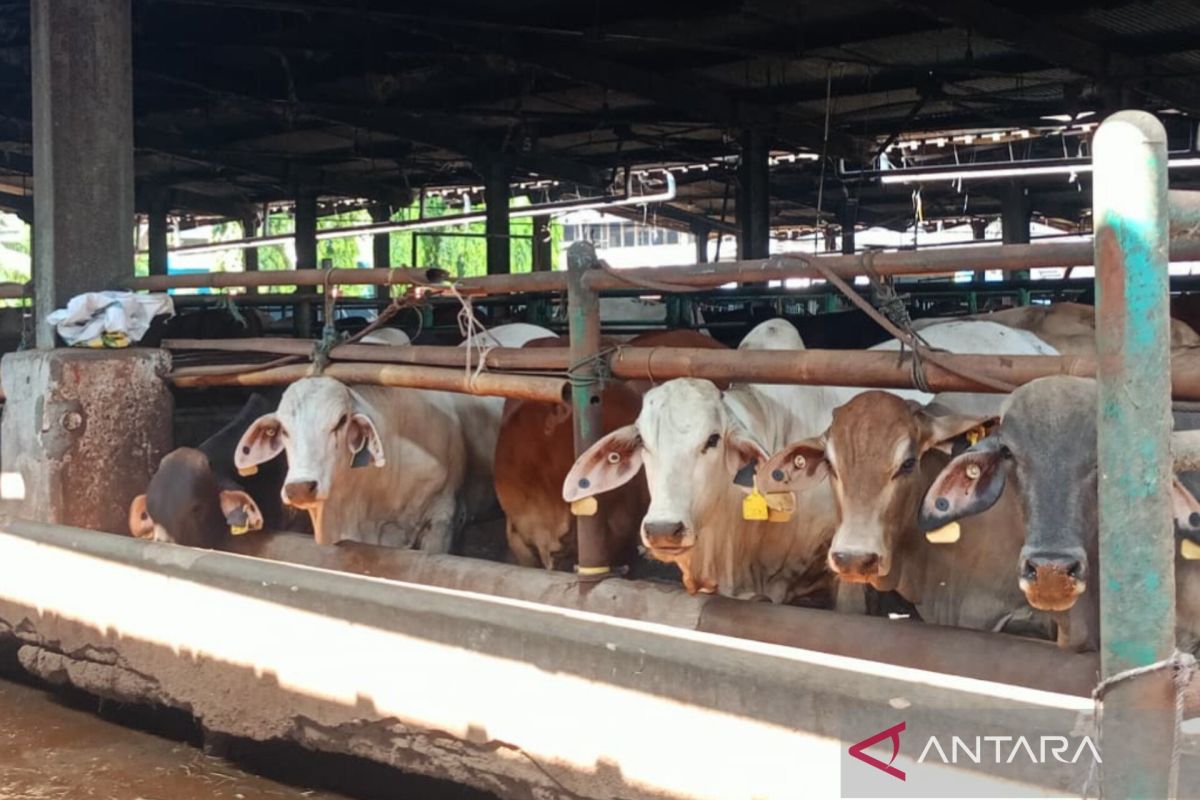 Jakarta records Central Java, East Java and West Java as Jakarta's largest suppliers of sacrificial animals