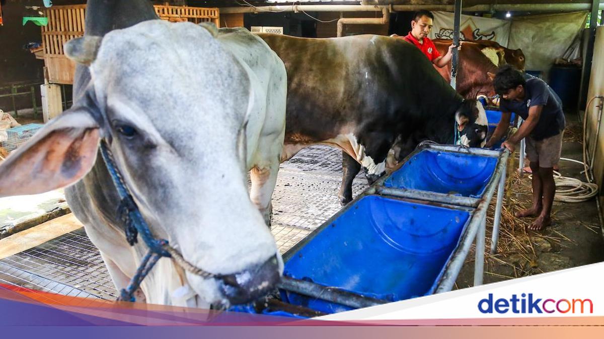 Can You Perform the Qurbani on Tasyr Day? Find Out