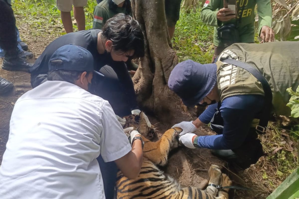 West Sumatra BKSDA evacuates tiger trapped in Pasaman