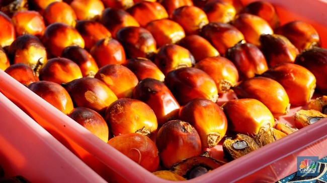 Indonesia's Crude Palm Oil Export Price Manipulation Has Been Ongoing for a Long Time — Where Does the Fault Lie?