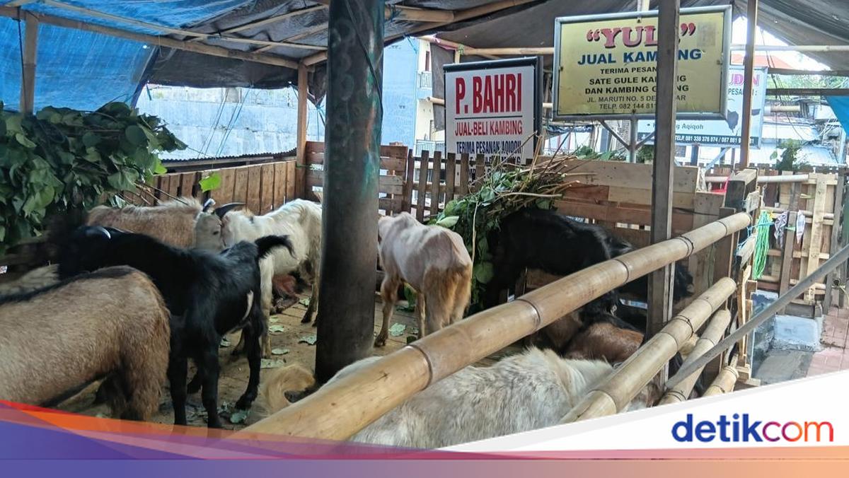 Goat Traders in Denpasar Struggle as Eid al-Adha Approaches; Only 20 Goats Sold