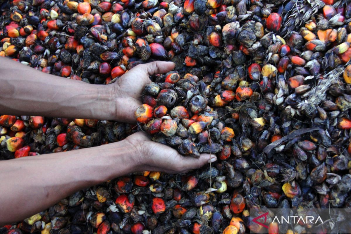 IPB Professor Warns Industry to Prepare for Palm Oil Export Governance