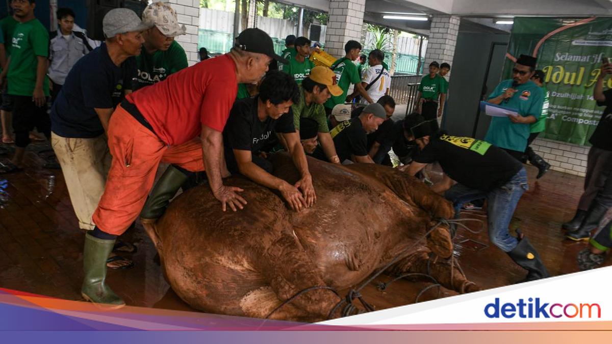 Must Know! Five Conditions for Slaughtering Qurban Animals Under Sharia Law