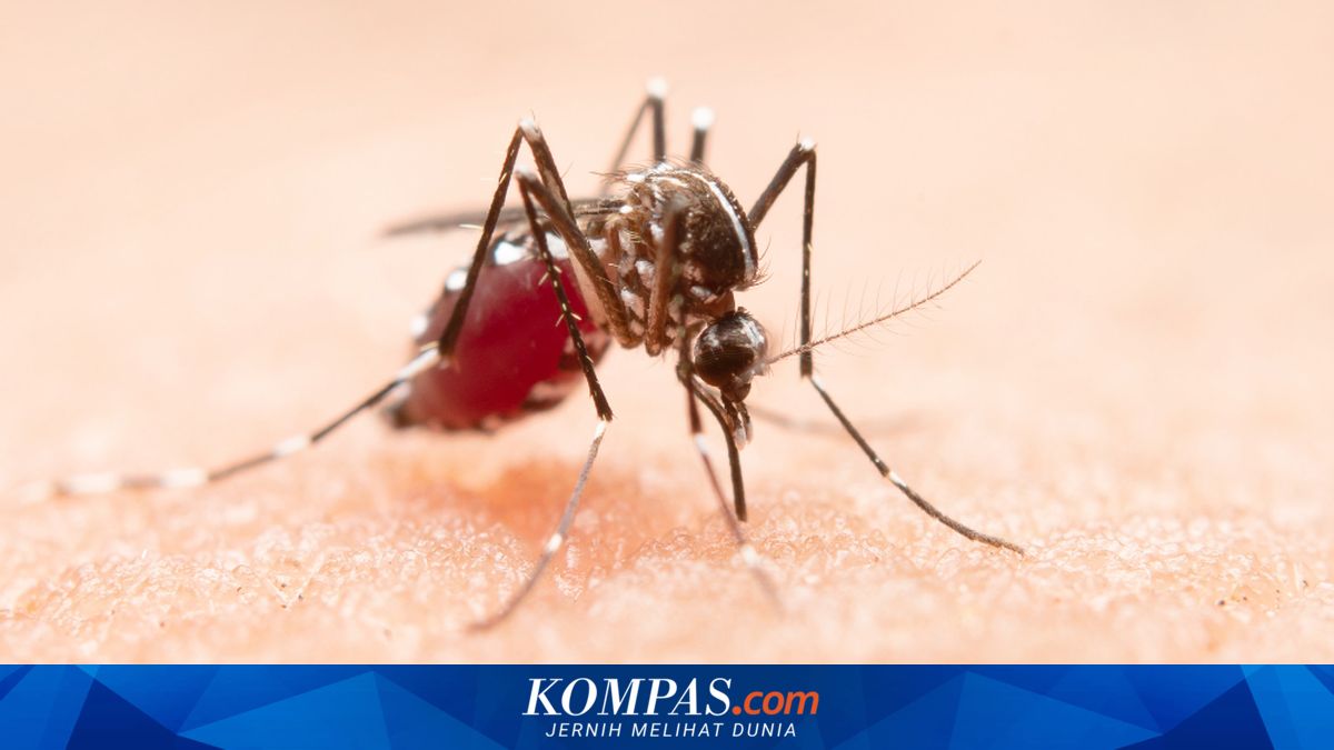 Why Is Malaria in Indonesia Difficult to Control? An Explanation from an UGM Expert