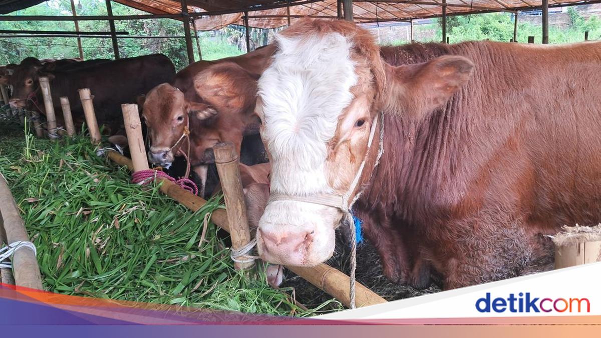 Rules for Dividing Qurban Meat: An Explanation