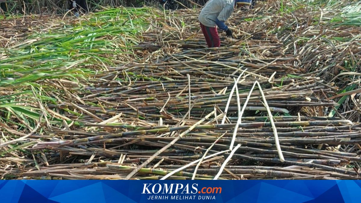 Sugarcane Seeds as a Weapon in the Fight Against the Imported Sugar Mafia