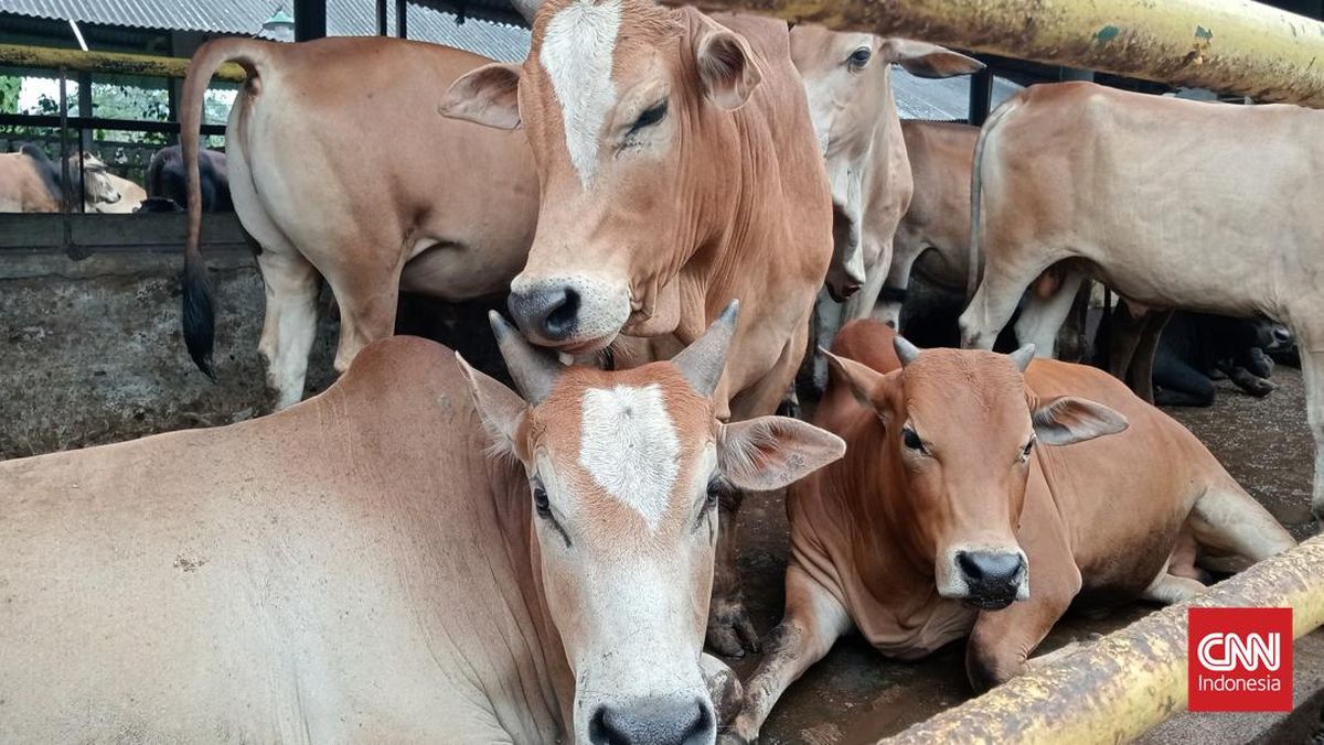 Prabowo Donates 25 Cattle for Eid al-Adha in South Sulawesi, Each Cow Weighing Up to About 1.1 Tonnes