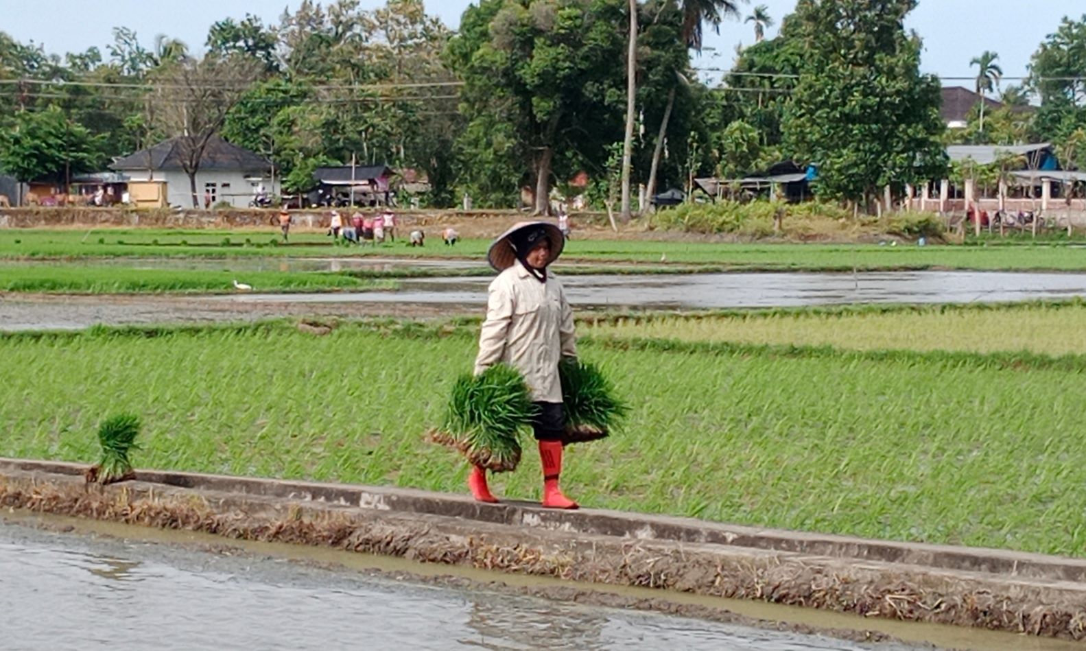 Subsidised fertiliser shortage in Aceh persists, farmers anxious