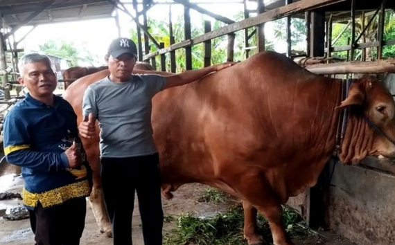 1-Ton Sacrificial Cow Donated by President Prabowo Subianto for Sampit