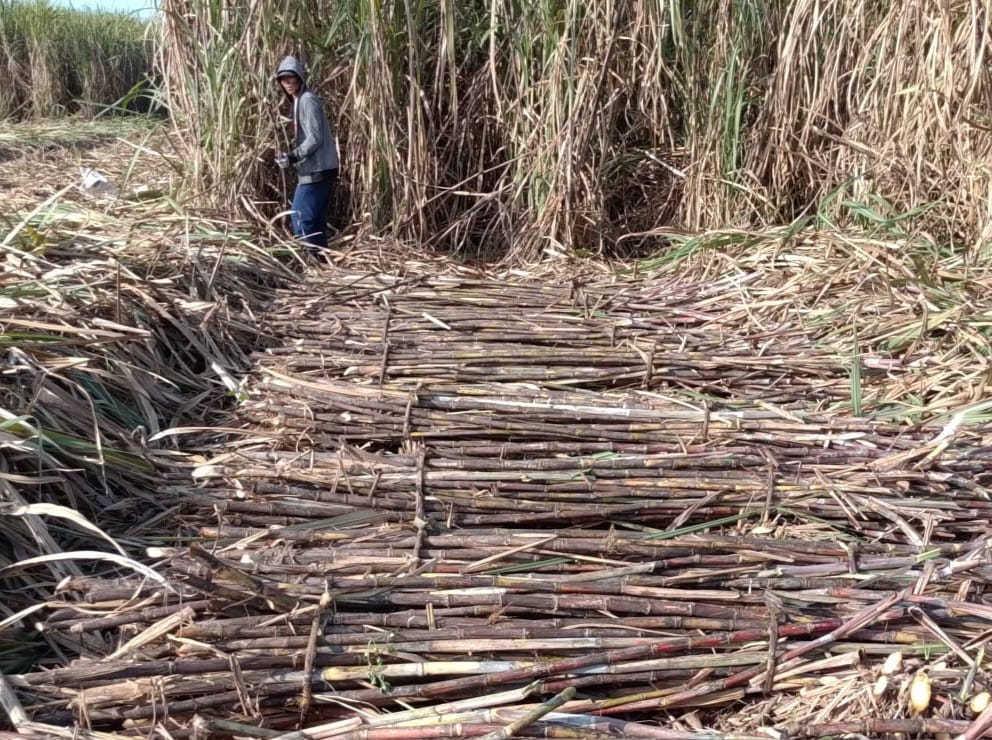 KBD Sugarcane Seen as Concrete Realisation of President Prabowo's Astacita