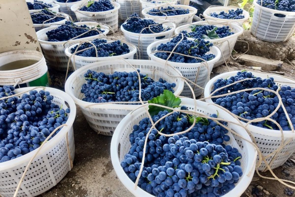 The Story of a Diasporic Chinese Community Building a Premier Grape Industry in Yunnan