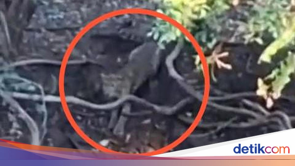 Tahura Speaks Out on Viral Tiger Sighting in Cangar Forest Near Batu