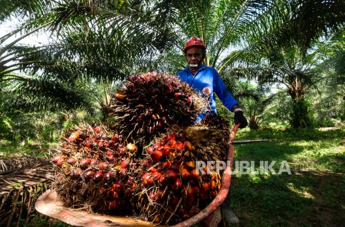 Strengthening Palm Oil Export Governance Expected to Continue Prioritising Farmers