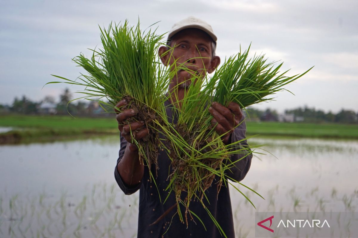 Strengthening the Independent Seed Programme to Address Seed Shortages