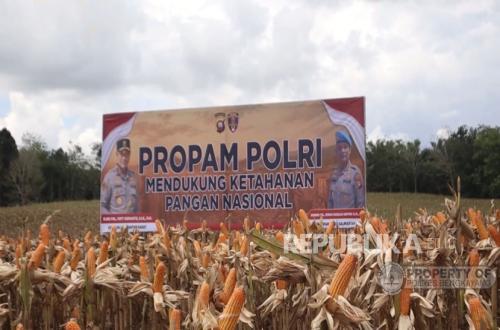 Grand Harvest: West Kalimantan Regional Police Professional and Security Division Reaffirms Commitment to Supporting Food Security