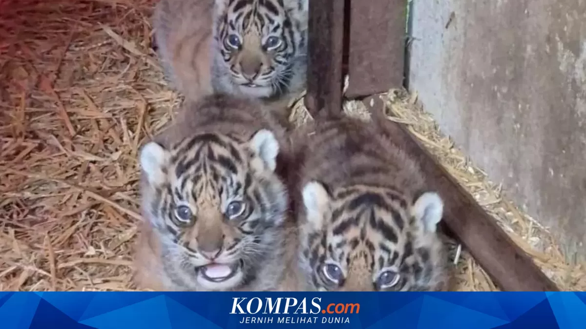 Four Sumatran tiger cubs born in England, a boost for a critically endangered species