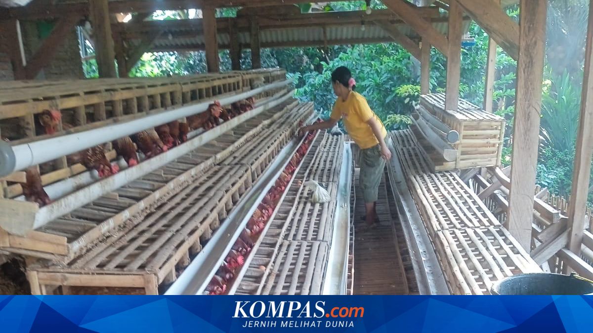 Standoff Over Drastic Drop in Egg Prices