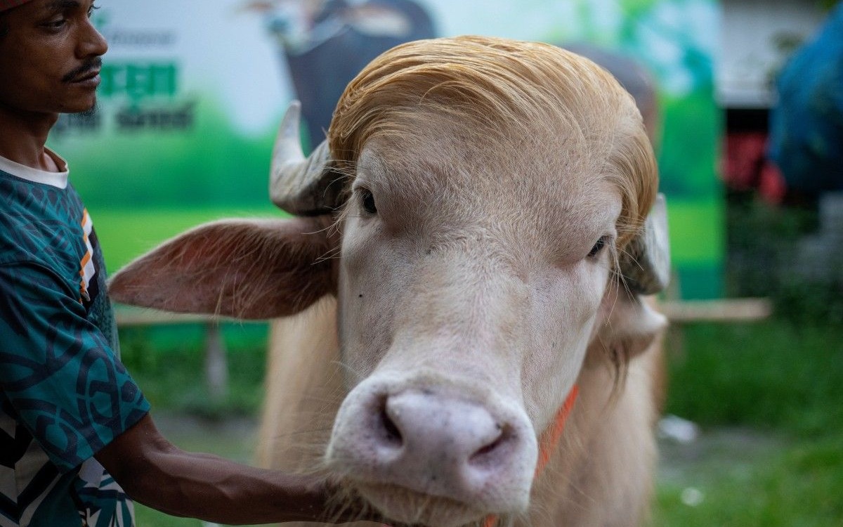 Viral Albino White Buffalo nicknamed 'Donald Trump' Set for Eid al-Adha Sacrifice