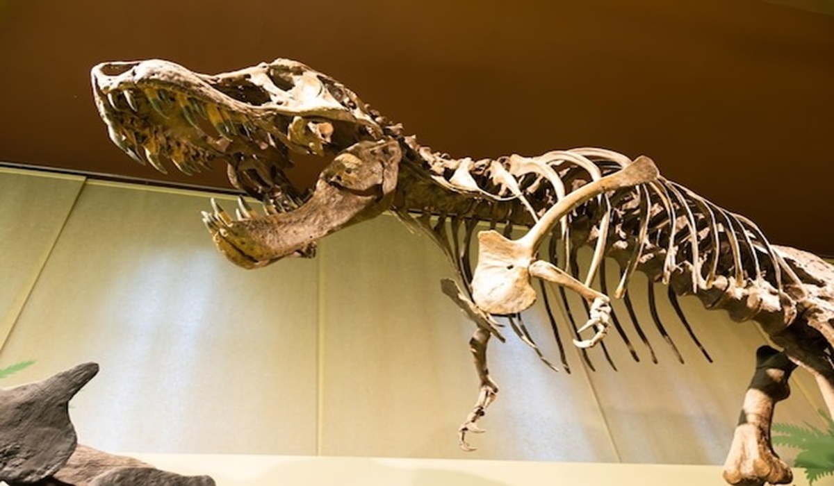 Why Does the T-Rex Have Tiny Arms? Here’s What Scientists Say