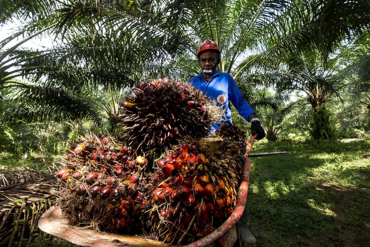 UI researcher: Legal certainty of HGU to underpin sustainable palm oil investment