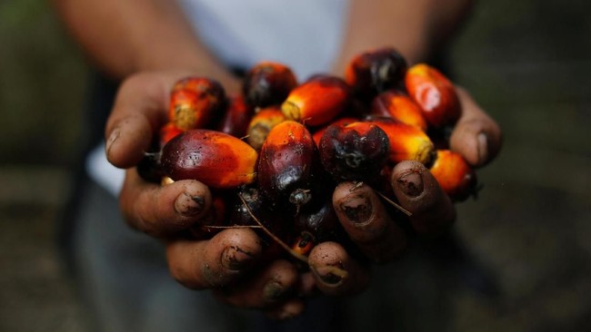 Farmers Grow Concerned as Factories Confused by the One-Door CPO Export Regulation