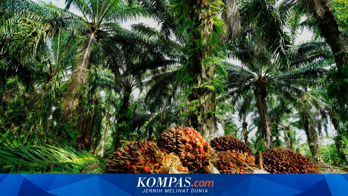 Malaysia Concerned as Indonesia's New Palm-Oil Export Policy Triggers Price Volatility