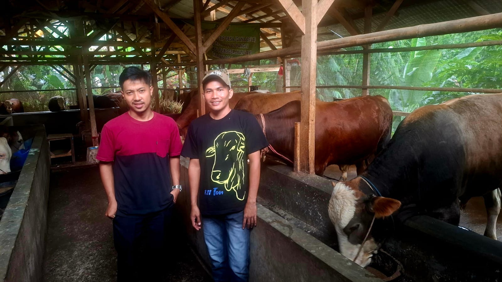BRI Funding Boosts BHK Farm into Premium Cattle Farming