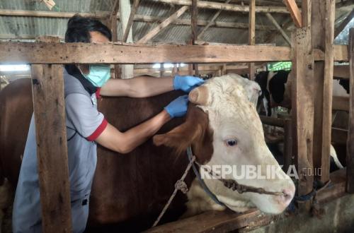 Prices of Sacrificial Animals Rise a Week Before Eid al-Adha