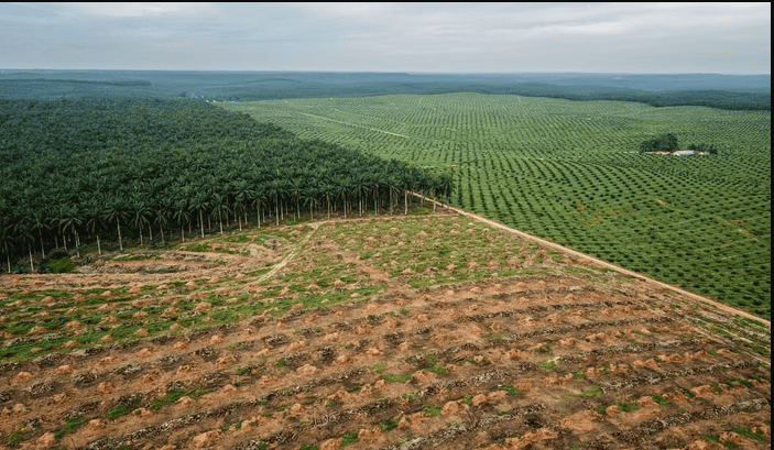El Niño-Driven Forest and Land Fires Prompt Ministry of Agriculture to Inspect Palm Oil Firms' Readiness