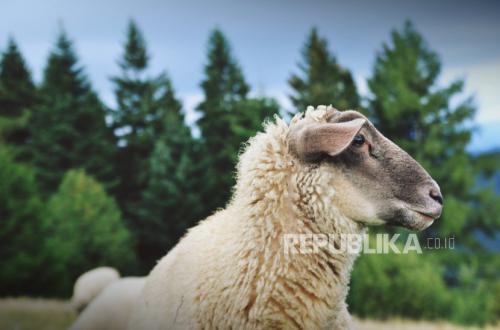 Every Hair on the Sacrificed Animal Brings Reward