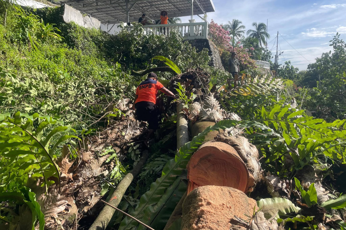 Extreme Weather Causes Trees to Fall in Two Areas of Padang