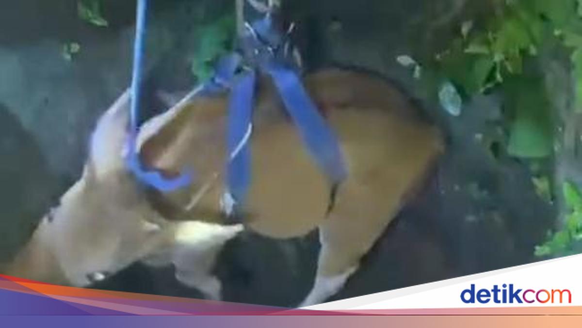 Dramatic, viral cow rescue from an old well in Abiansemal, Badung