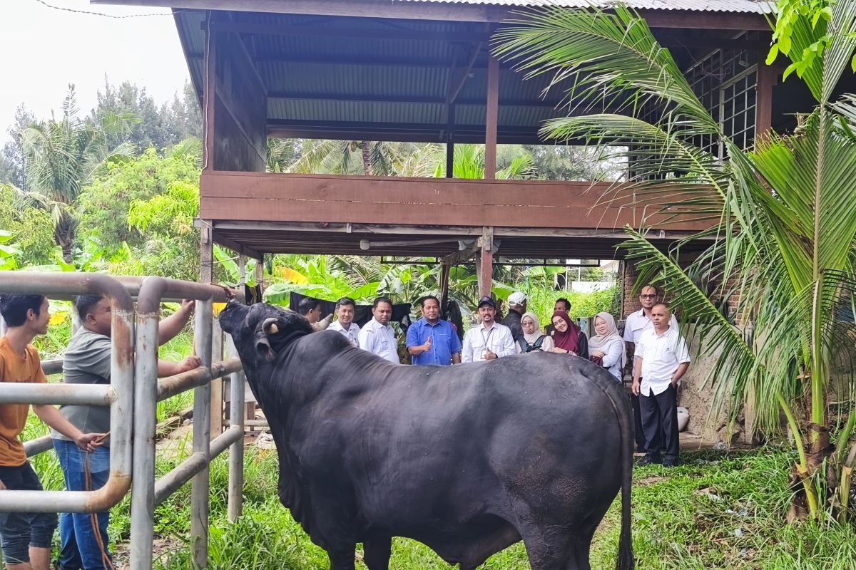 Banda Aceh Receives 950-Kilogram Sacrificial Cow Donated by the President