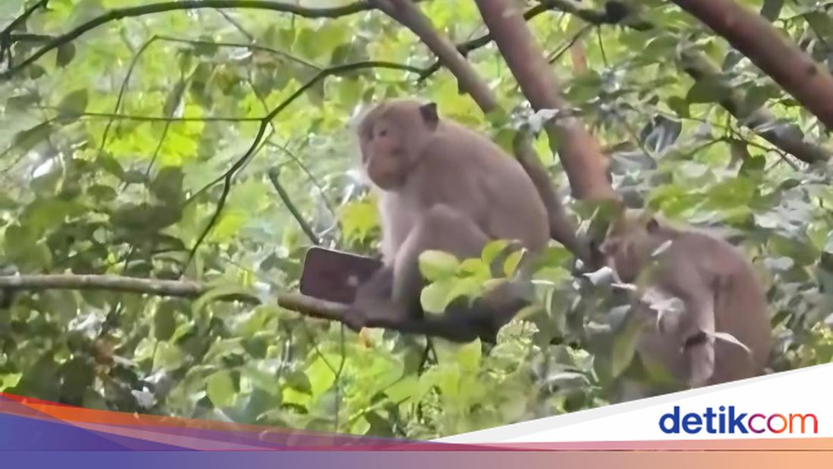 Monkey Steals Golfer's Mobile Phone in Sentul, Carries It Up a Tree