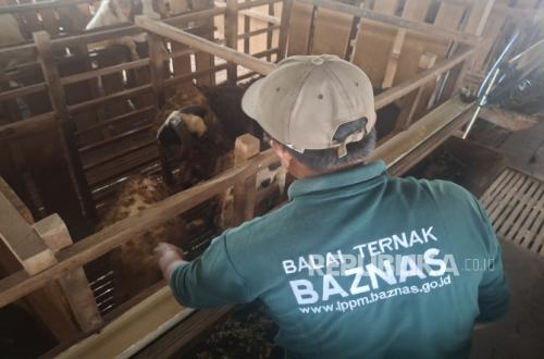 The Story of a Farm Labourer Who Now Regularly Performs the Eid al-Adha Sacrifice