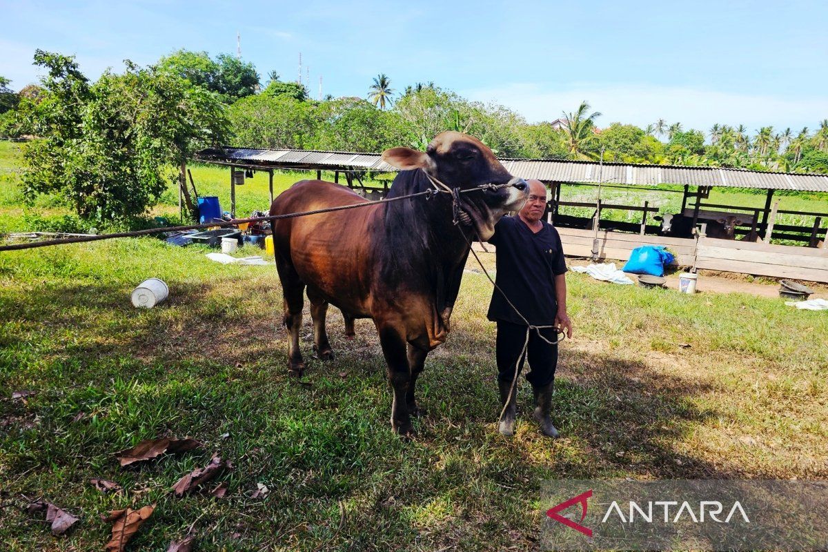 Presidential Sacrificial Cow for Residents of Indonesia's Outer Islands