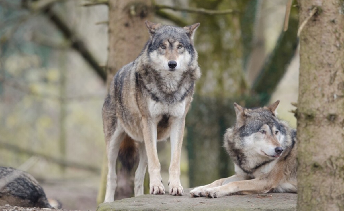 Not Just Buildings: Human Presence Stresses Wildlife and Alters Its Behaviour