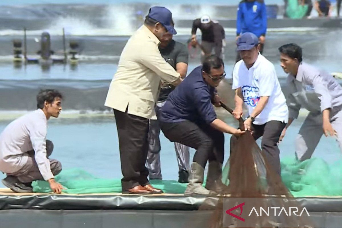 President leads large-scale shrimp harvest in Kebumen
