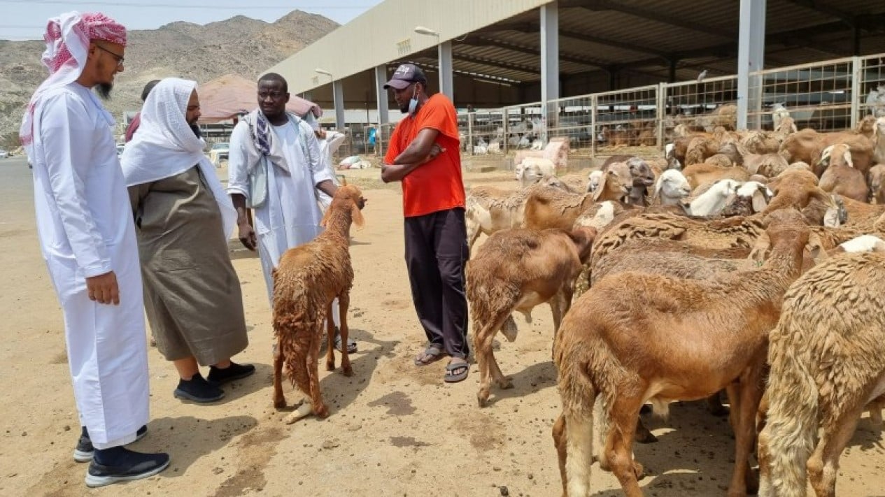 Indonesian Hajj Dam Meat to Be Distributed to Palestinians