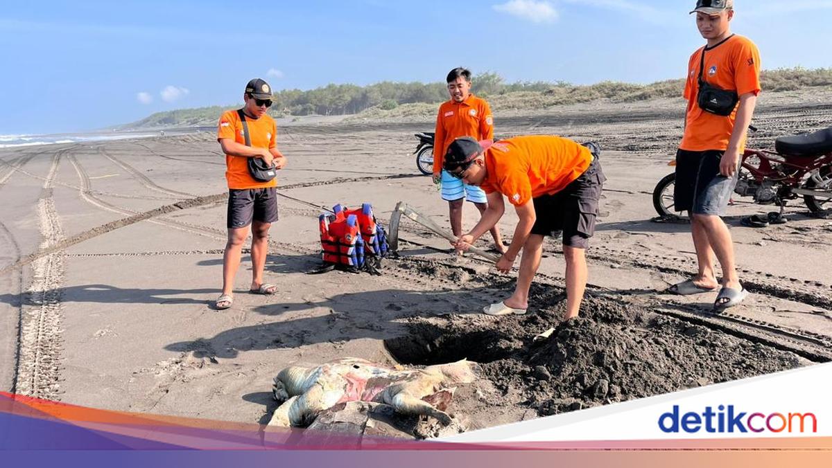 Giant Sea Turtle Carcass Stranded on Parangkusumo Beach, Bantul