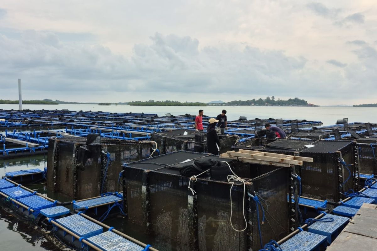 BPBL Batam notes rising interest in modelling lobster farming