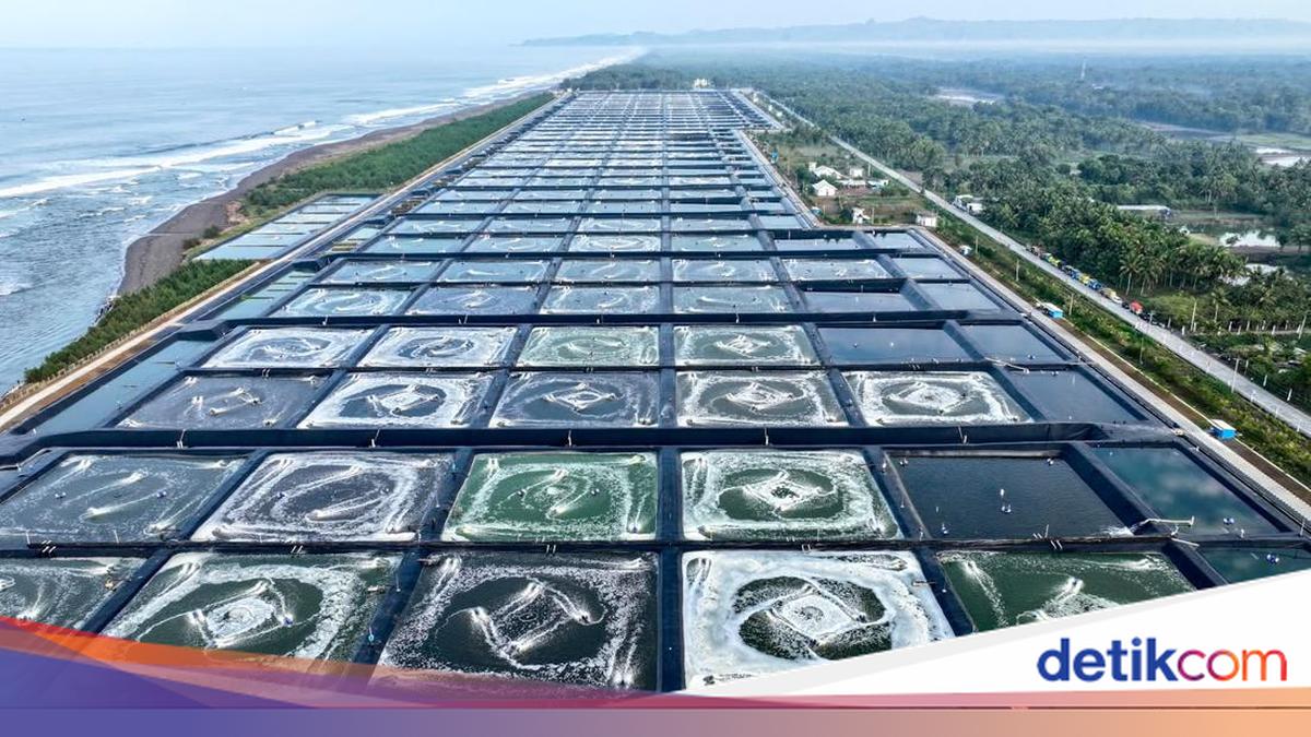 Shrimp Ponds in Kebumen Yield 40 Tonnes per Hectare, Prabowo: Very Promising