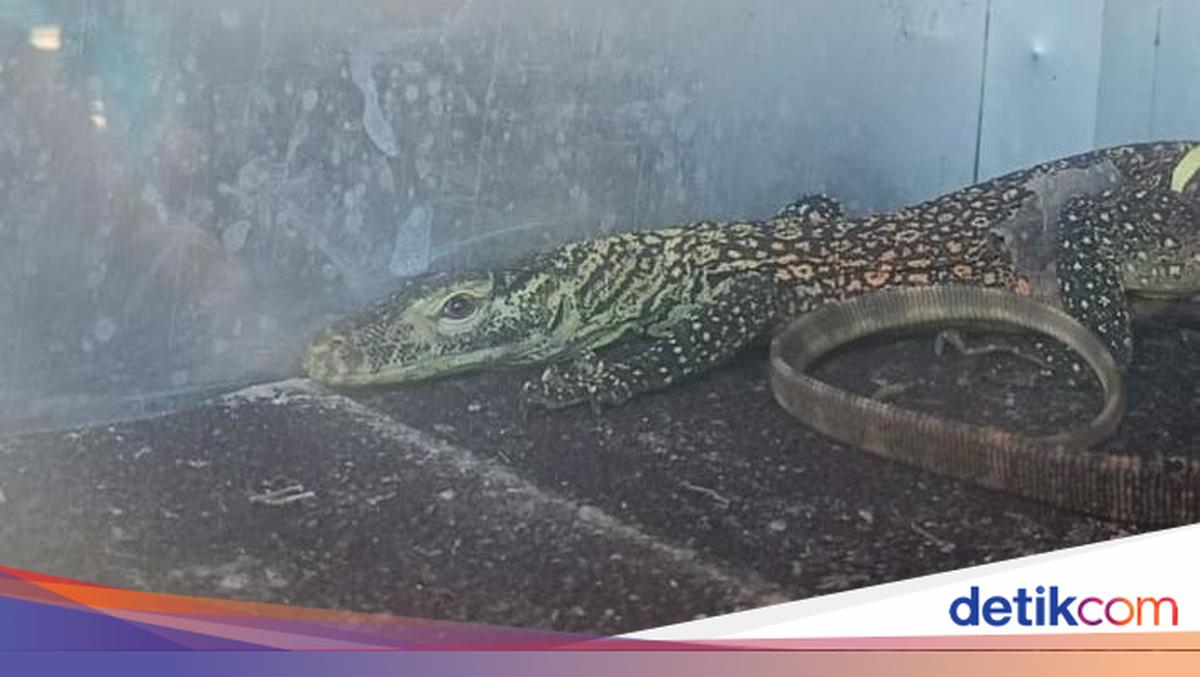NTT BBKSDA Captures a Komodo That Entered a Resident's Home in Manggarai Timur